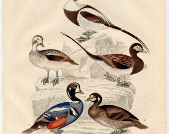 Varios kinds of ducks birds - Scarce, hand-colored from "Book of the World - 1844" by Carl Hoffman