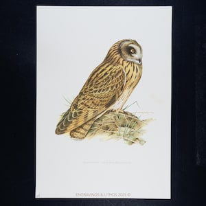 1956 SHORT-EARED OWL (Asio flammeus) – Vintage European Bird Print