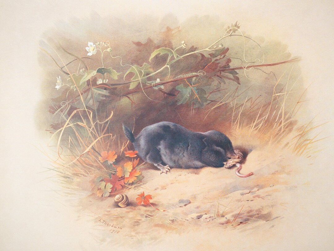 Mole - Vintage Print From the Book "british Mammals" A. Thornburn, Vol ...