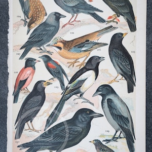 May include: A vintage illustration of various bird species, including a blackbird, a magpie, and a robin. The birds are depicted in a realistic style with detailed feathers and markings. The illustration is set against a background of foliage and flowers.