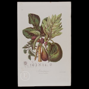 1868 The BREADFRUIT TRIBE - Very RARE Chromolithographs Published &quot;Illustrations of the Natural Orders of Plants&quot; by Elizabeth Twining