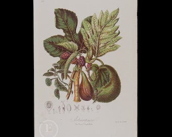 1868 La tribu del árbol del pan - Cromolitografías muy raras publicadas "Ilustraciones de los órdenes naturales de las plantas" por Elizabeth Twining