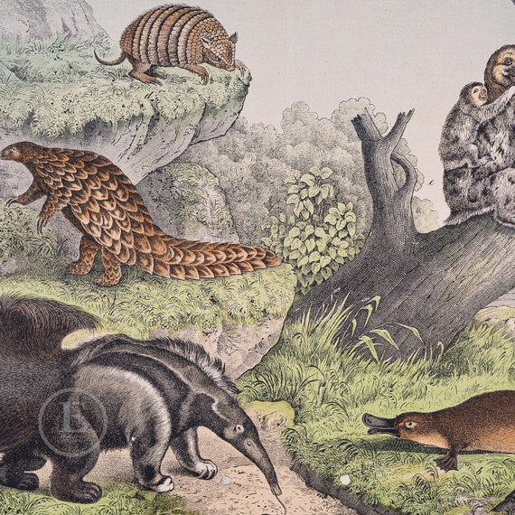 1872 Anteater, Platypus, Pangolin, Armadillo, Three-toed Sloth