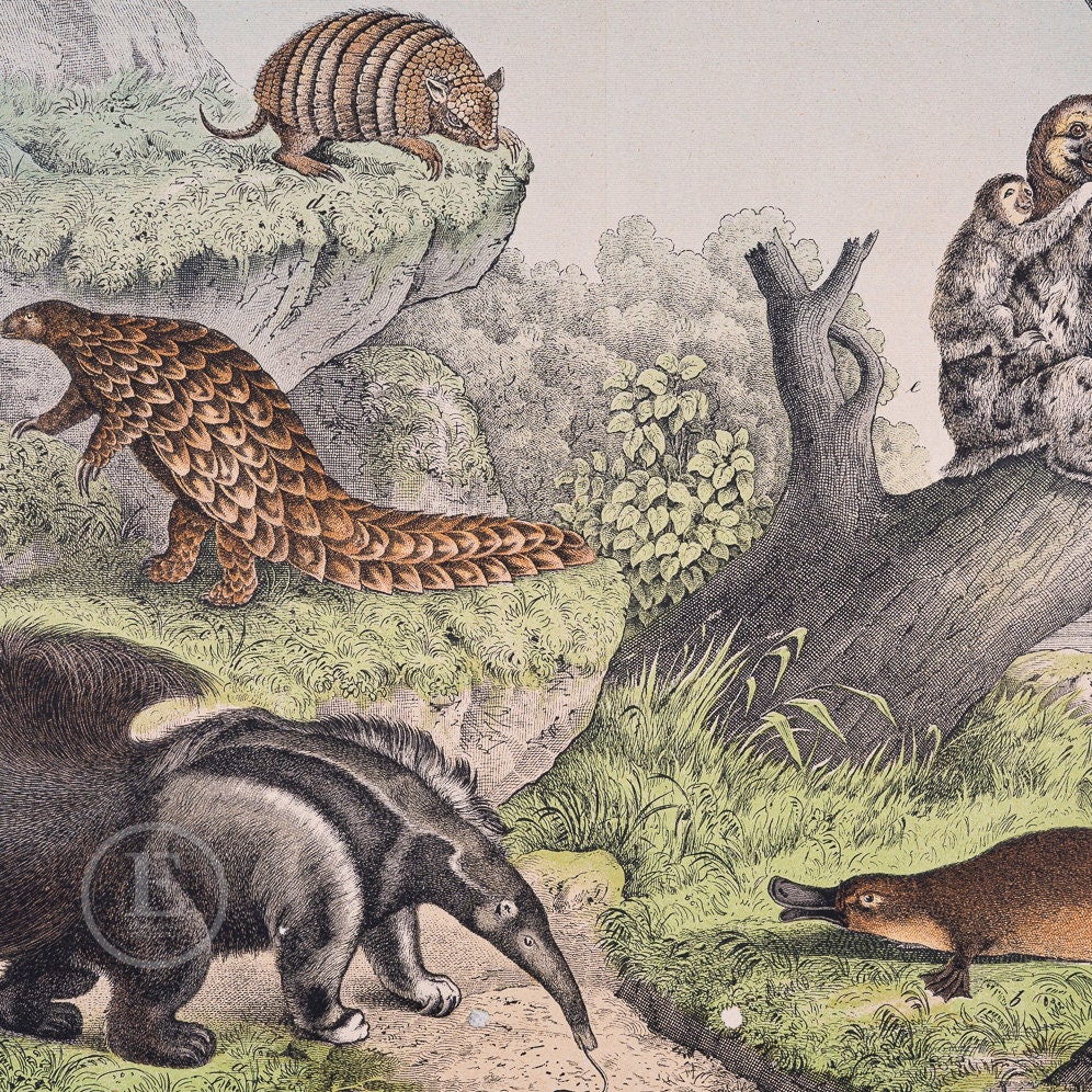 1872 Anteater, Platypus, Pangolin, Armadillo, Three-toed Sloth