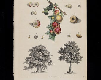 1842 ROBLES – Grabado coloreado a mano, Libro del mundo de Hoffman