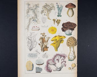 May include: A vintage botanical print on aged paper featuring various hand-colored illustrations of fungi, lichen, and mosses labeled with small numbers. The bottom margin displays the text ENGRAVINGS & LITHOS 2025.