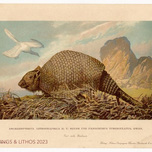 1902 Fossil bird / Extinct glyptidon - Vintage print from Tiere der Urwelt (Creatures of the Primitive World)