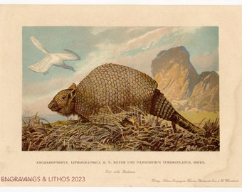 1902 Fossil bird / Extinct glyptidon - Vintage print from Tiere der Urwelt (Creatures of the Primitive World)