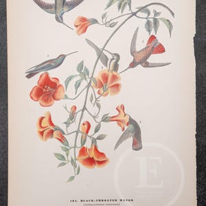 Black-Throated Mango Bird Print - Vintage Audubon Edition | Printed On Both Sides | 8.75 X 12 In image 2