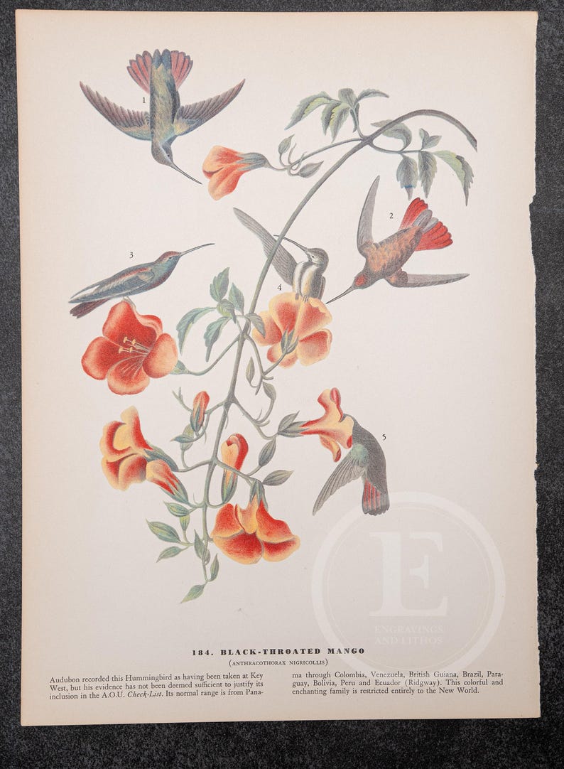 Black-Throated Mango Bird Print - Vintage Audubon Edition | Printed On Both Sides | 8.75 X 12 In image 2