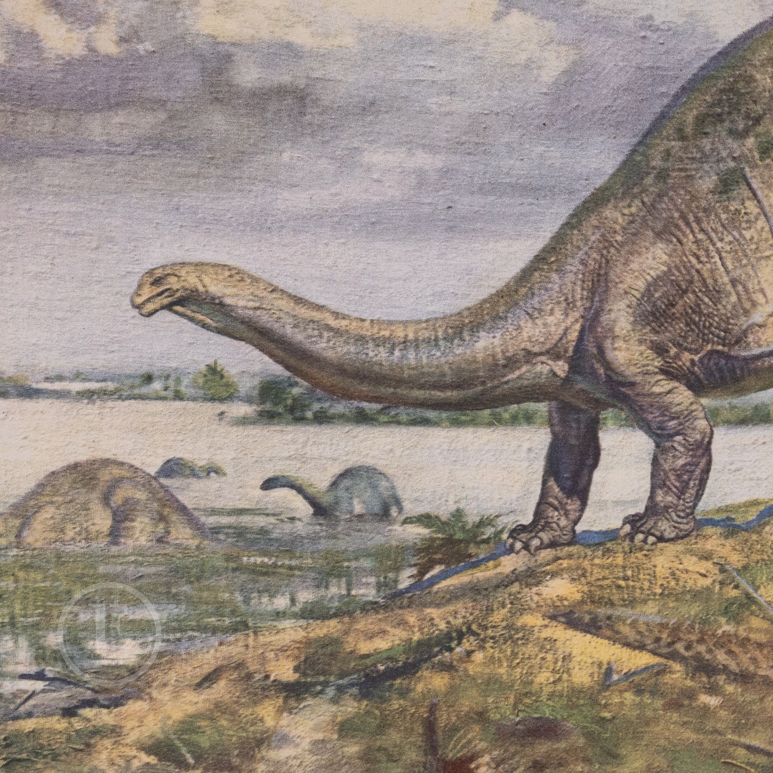 Brontosaurus: Herbivorous Dinosaur From Late Jurassic Period - Original ...