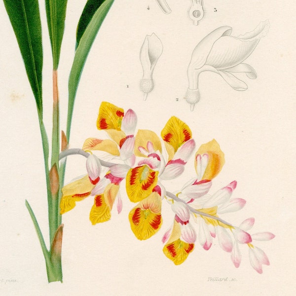 Dwarf Cardamom (Alpinia Nutans) - Dictionnaire Universel d'histoire Naturelle by Charles d'Orbigny 1849 - Original - HAND COLORED!