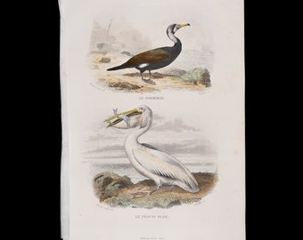 Cormorant, white pelican / Hand-colored plate from "Ouvres Complete de Buffon" 1866