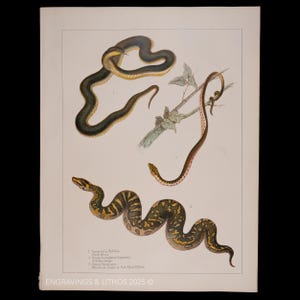 Könnte beinhalten: Ein zoologischer Druck im Vintage-Stil mit drei Schlangen. Oben links eine dunkle Schlange mit gelber Unterseite, oben rechts eine schlanke Schlange auf einem Ast und unten eine gemusterte Schlange. Der Text unten lautet ENGRAVINGS & LITHOS 2025.