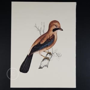 1970 HIMALAYAN JAY   - Vintage lithograph Ornithology Print of Larousse Animals - Buy 2 get 1 free from this collection!