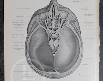 Litografía anatómica de 1905: ilustración del tórax y el abdomen de un niño.
