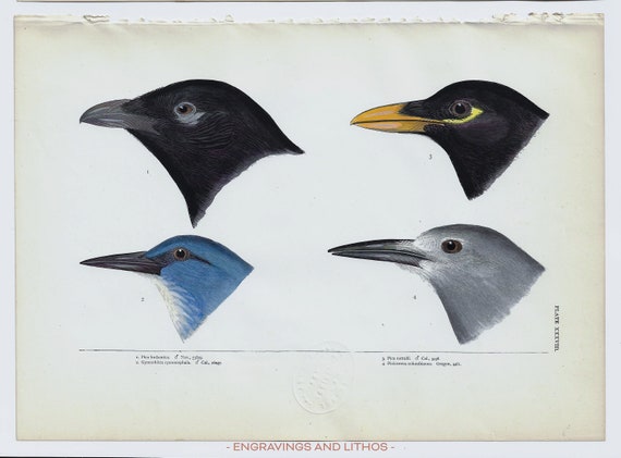 カラス カケス キバシマグパイ ハシボソマグパイ - ベアード社 1874 年刊行の 北米の鳥類の歴史 より原画 - 日本