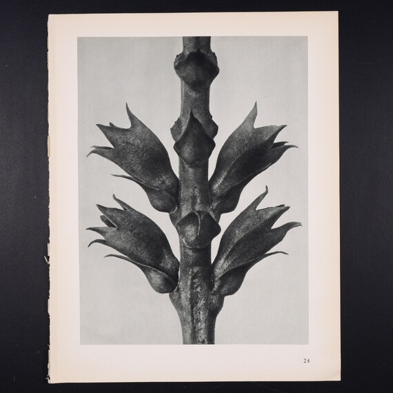 1929年 - 従順な植物 - カール・ブロスフェルトによる写真版画（自然
