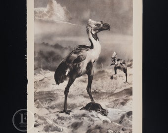 Phorusrhacos: Giant Flightless Terror Bird from Miocene Epoch - Original Vintage Lithograpoh print of Extinct Prehistoric Animals 1960