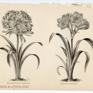 Bush Lily and Fire Lily  - Original plate from &quot;The Gardener&#39;s Assistant&quot; Blackie & Son 1886