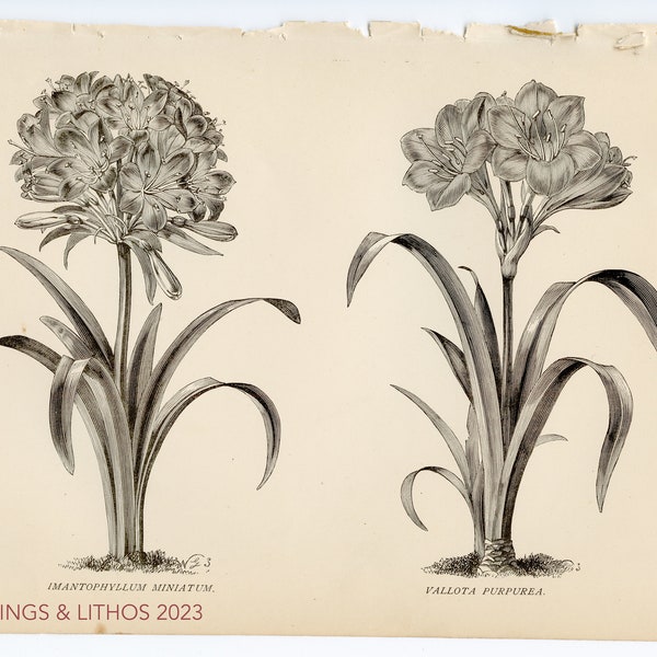 Bush Lily and Fire Lily  - Original plate from "The Gardener's Assistant" Blackie & Son 1886