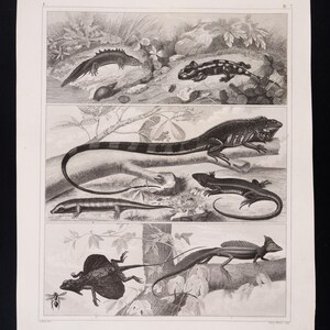 May include: A vintage black and white illustration of four different types of lizards. The lizards are shown in various poses, some are on branches, others are on the ground. The illustration is from an old book and has a faded look.