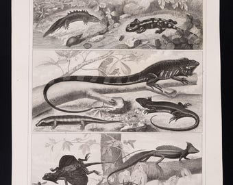 1840 Reptiles Engraving, Original Antique Lizard Print