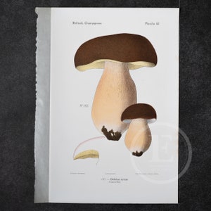 1910 Queen Bolete  - Original Vintage Color Lithography,  Mushroom Print - Champignon Print