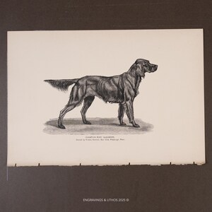 Peut inclure: Illustration en noir et blanc d'un chien, Champion Busy Glenmore, de profil. Le chien a une longue queue et regarde vers la droite. Le texte en bas indique "Engravings & Lithos 2025 ©".