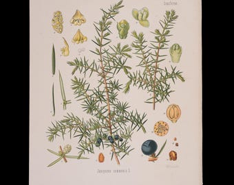 1887 Juniper (Juniperus communis) – Antique botanical chromolithograph – Original medicinal plant print
