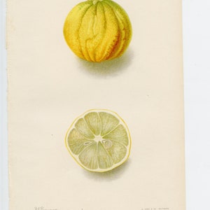Willits Citrange - ORIGINAL PRINT out of the book &quot;Yearbook of the U.S. Department of Agriculture”-1904