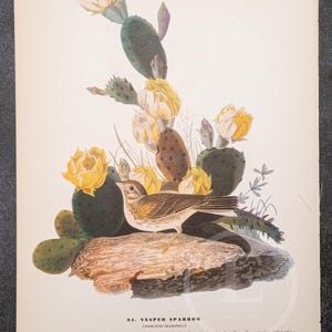 1937 - Seaside sparrow and Vesper Sparrow – Vintage Audubon Bird Print