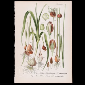 Leek and Rocambole Sand Leek - Botanical original antique print-Chromolithographs &quot;Flora von Deutschland by Otto Wilhelm-Circa 1903