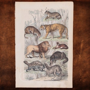 May include: An antique illustration of various wild cats, including a lion, tiger, lynx, and leopard. The animals are depicted in a natural setting with foliage and rocks. The illustration is printed in black and white on a white background.