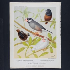 Könnte beinhalten: Ein Vintage-Druck mit dem Titel "Cassells Canaries and Cage Birds" mit detaillierten Illustrationen verschiedener Vogelarten. Das Kunstwerk zeigt Vögel, die auf Ästen mit grünen Blättern sitzen, darunter ein weißer und grauer Java-Sperling und ein Schwarzkehlfink.