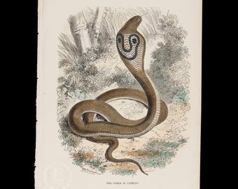 May include: A vintage-style botanical and zoological illustration of a brown cobra with a flared hood featuring a distinct black and white U-shaped pattern. The snake is coiled on the ground amidst detailed foliage, with the text THE COBRA DI CAPELLO.