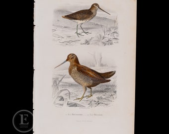 La agachadiza, la becada / Grabado original en acero, placa de "Oeuvres completes de Buffon, 1853 COLOREADA A MANO