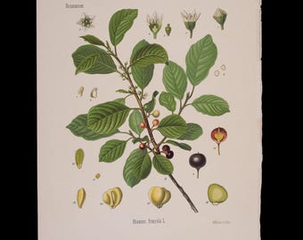 1887 ALDER BUCKTHORN (Rhamnus Frangula) – Antique Botanical Print from Kohler’s Medicinal Plants