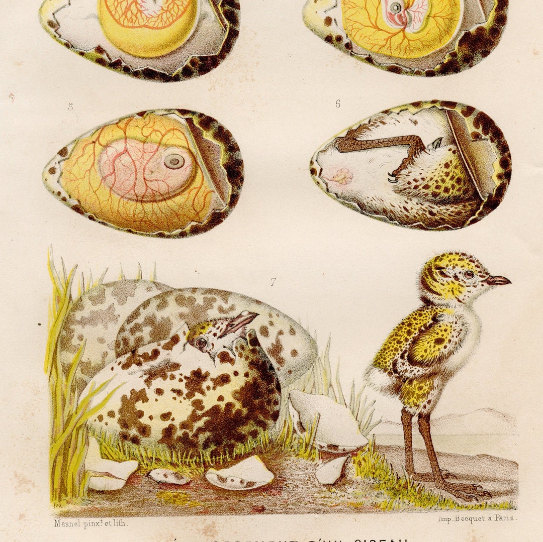 Egg Anatomy . Chick Embryo Print From 1866 . Rare Antique Marine Print ...