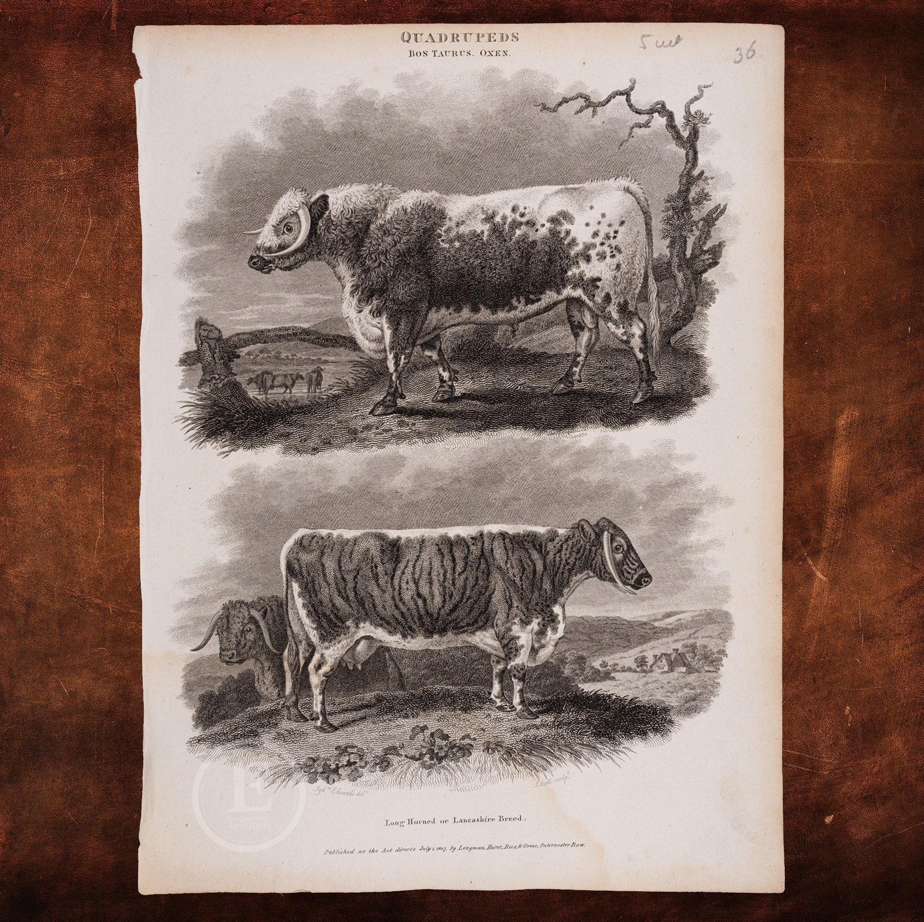 雄牛の角 maxresdefault.jpg