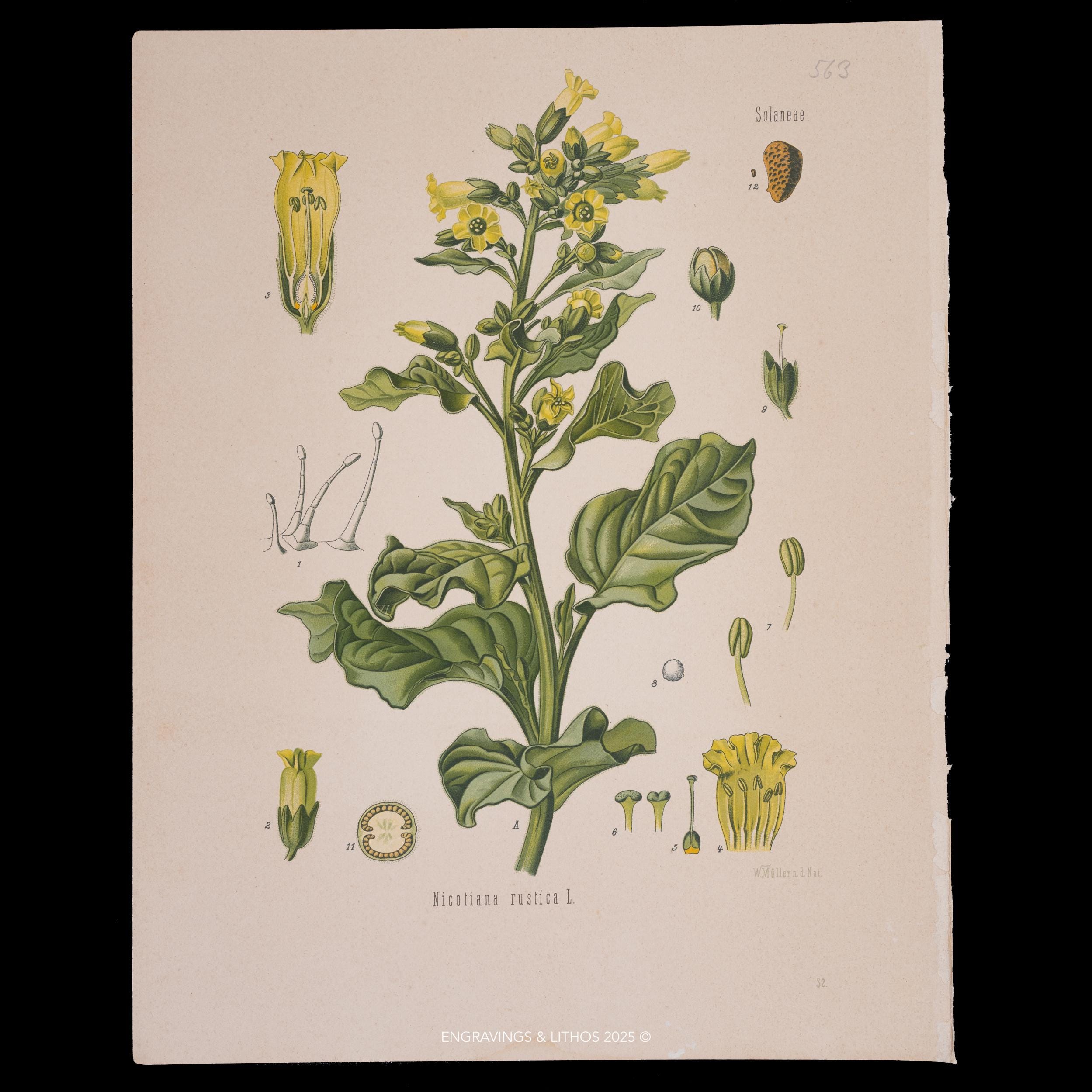 liberty tobacco American History Liberty – McCranie's