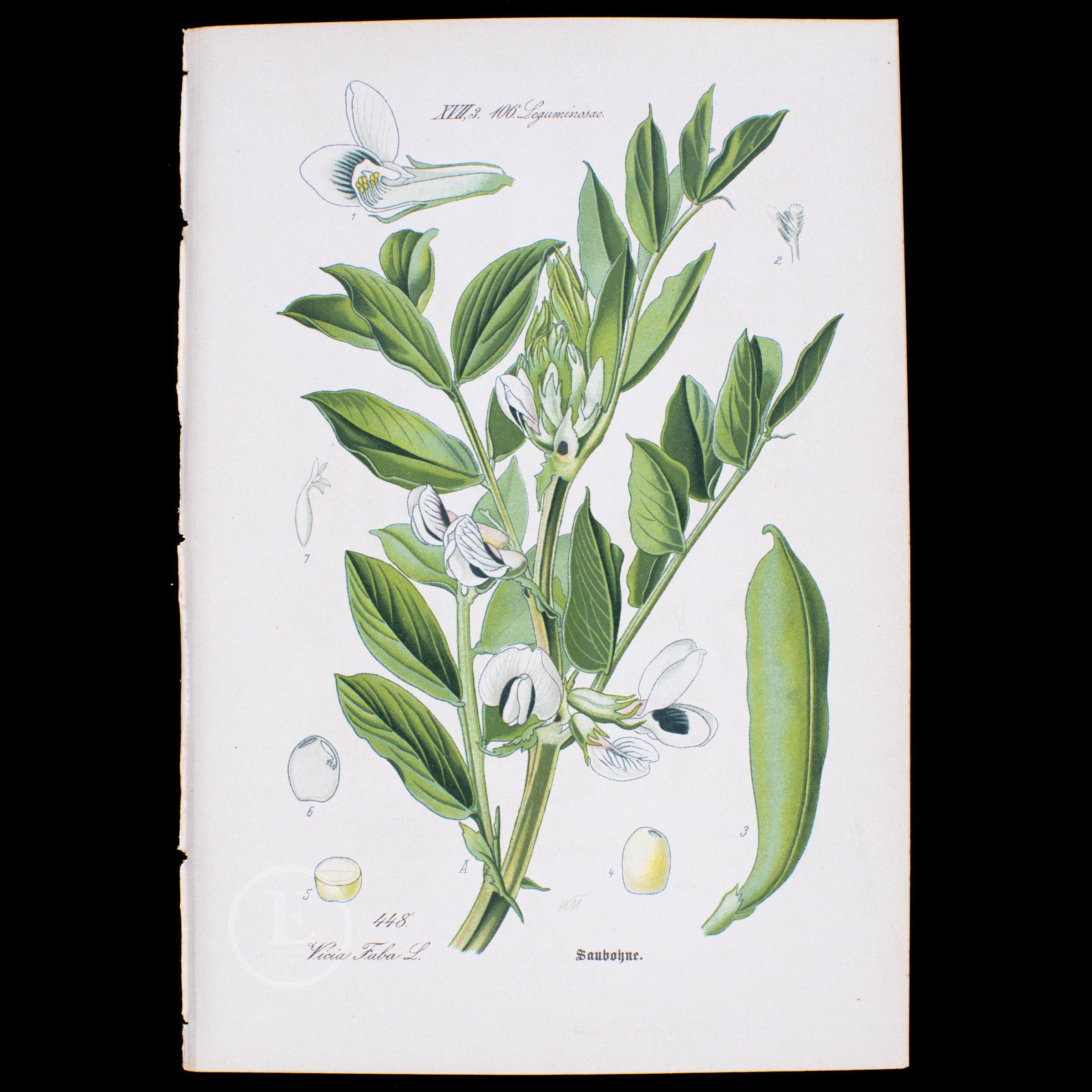 1886 BROAD BEAN Rare - Flora of Germany, Austria and Switzerland