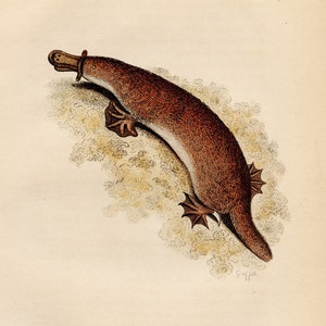 Ornithorynque rouge - Gravure originale d&#39;un livre sur les mammifères, français, 1827 - Très RARE, COLORIÉE À LA MAIN / Presque 200 ans !