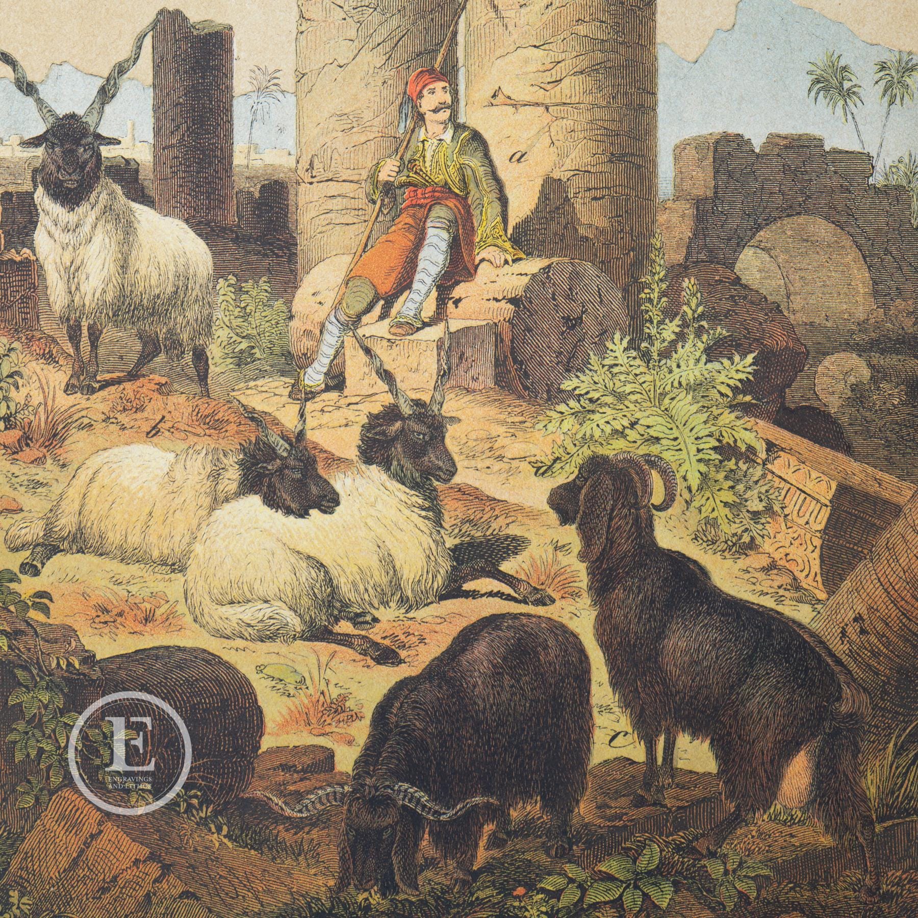 1876 A Greek Man Grazes His Flocks: Goats of Crete, Nubian Goats ...