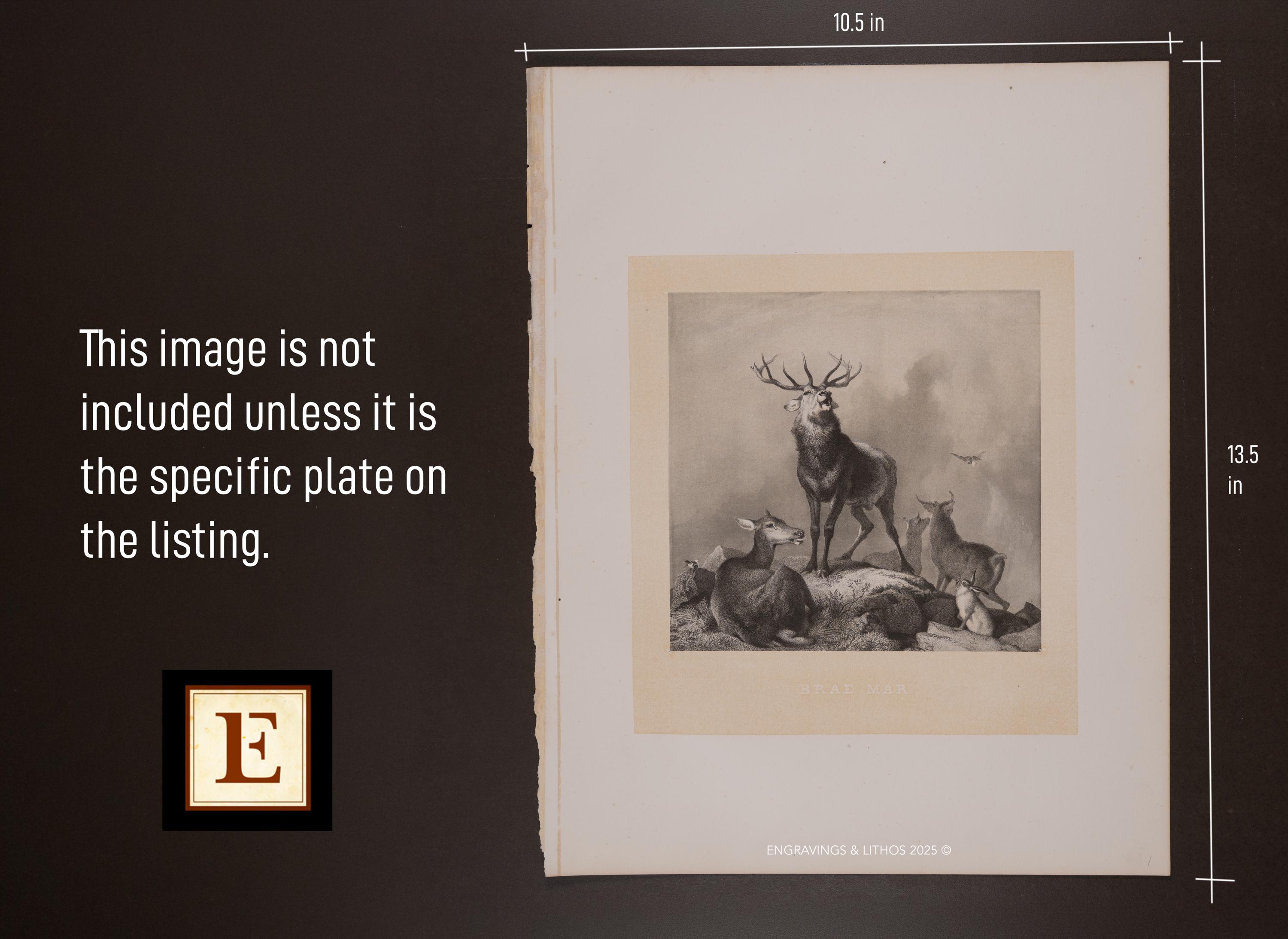 Heliotype Examples 1876 – King of the Forest – Stag Portrait – Antique Heliotype Print ...