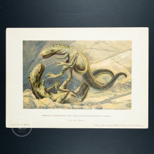 May include: A vintage illustration of two Laelaps aquilunguis dinosaurs fighting in a rocky landscape. The dinosaurs are green and brown with sharp teeth and claws. The text "LAELAPS AQUILUNGUIS COPE. KÄMPFEND-DINOSAURIEN IM KAMPF." is printed below the image.