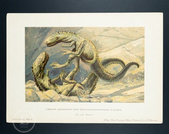Dryptosaurus aquilunguis tyrannosaur velociraptor - Authentic chromolithograph from Tiere der Urwelt (Creatures of the Primitive World) 1902