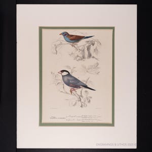 1849 - CORDON-BLEU & Java SPARV – Original d’Orbigny handkolorerad gravyr, passepartout