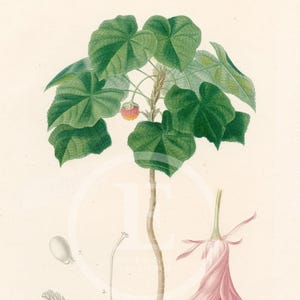 1849 - Tropical hydrangea Plant – d’Orbigny Natural History Engraving, Hand-Colored – d’Orbigny Natural History Engraving, Hand-Colored