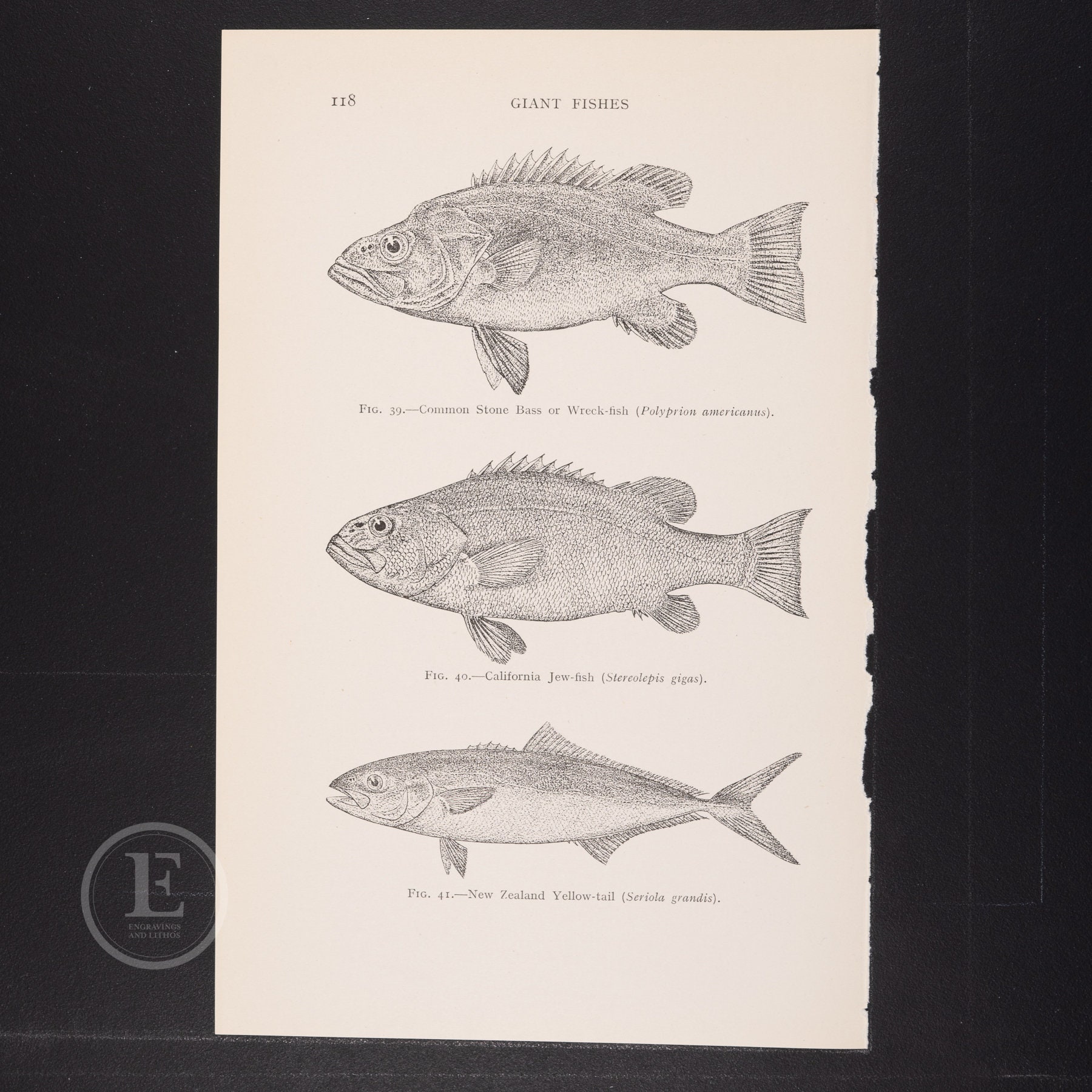 Giant Fishes: Stone Bass / California Jew-fish  - Original color vintage print out of the book "Giant Fishes, Whales, and Dolphins" 1938